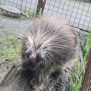 Porcupine