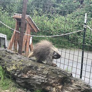 Porcupine