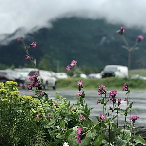 Flowers and the Mountain