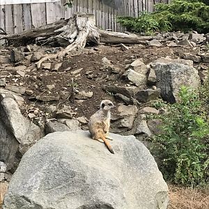 Meerkat