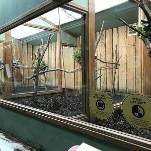 Male koala enclosures