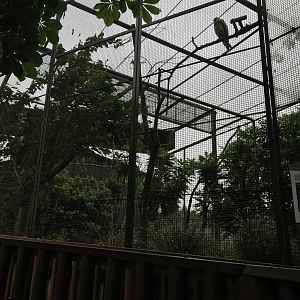 Egyptian vulture enclosure