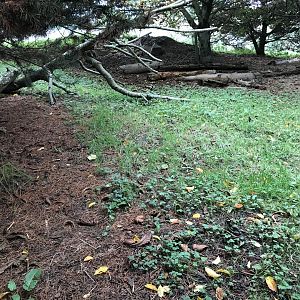 Forested area of the giant anteater enclosure