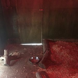 Giant anteater indoors