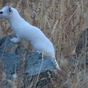 Stoat jargalant mountain