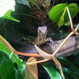 Vietnamese crocodile lizard - Shinisaurus crocodilurus vietnamensis