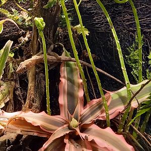 Anguilla bank bush anole - Anolis pogus
