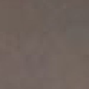 red billed currassow