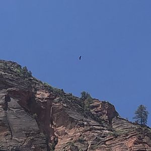 California Condor J3