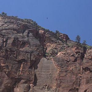 California Condor J3