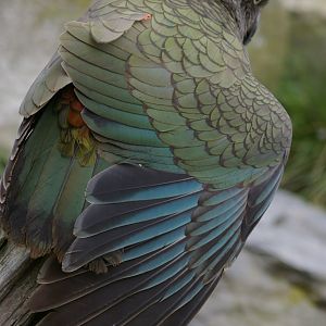 Kea (Nestor notabilis) stretching