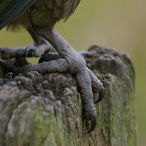Kea (Nestor notabilis) foot
