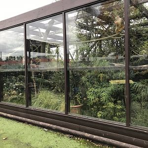 Squirrel monkey enclosure