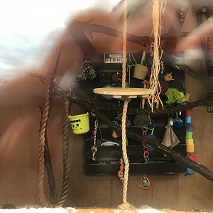 Squirrel monkey indoors