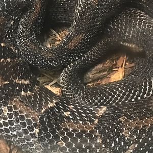 Timber rattlesnake