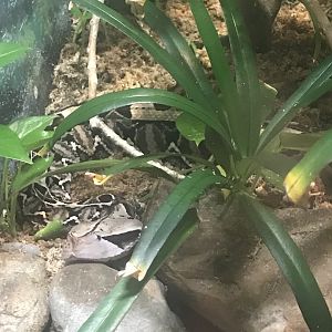 West African gaboon viper