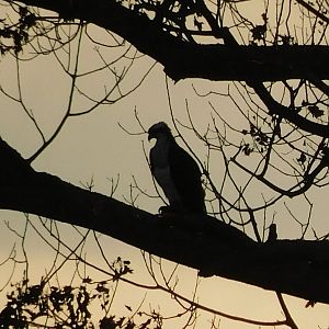 Osprey at sunset