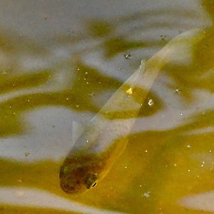 Fathead minnow I think