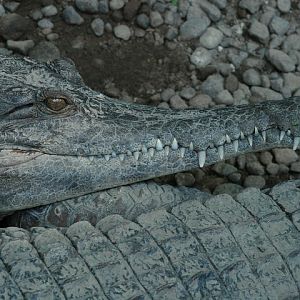 Slender-snouted Crocodile