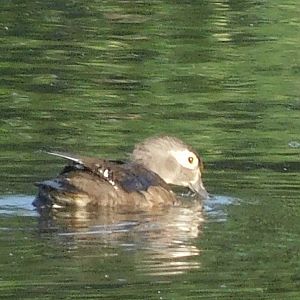 Wood duck