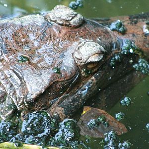 False Gharial