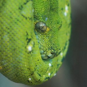 Green Tree Python