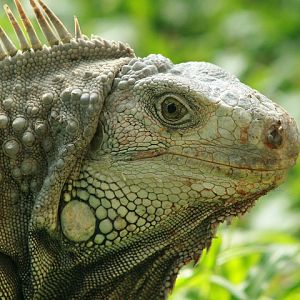 Green Iguana