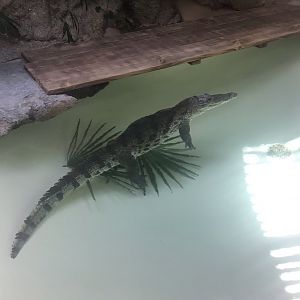 West African crocodile