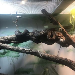 Solomon island tree boa