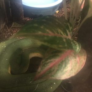 Green tree python