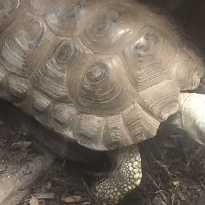 Trncavore tortoise