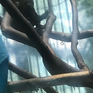 Blue-eyed black lemur