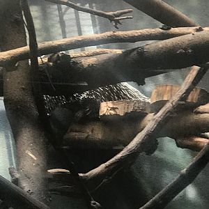 Prehensile-tailed porcupine