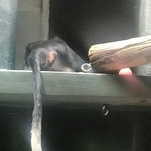 Red-capped mangabey