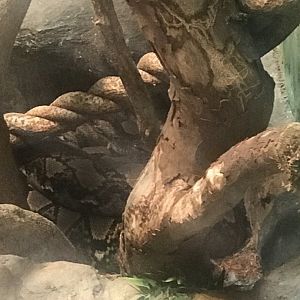 Reticulated python
