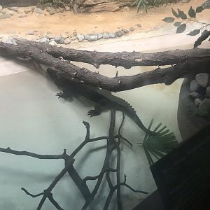 West African dwarf crocodile