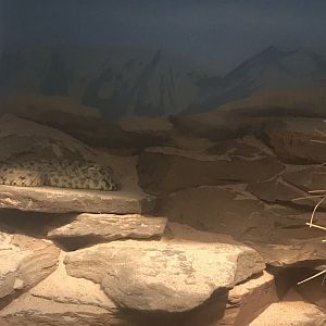 Sidewinder rattlesnake