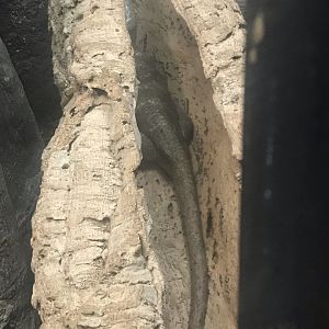 Prehensile-tailed skink