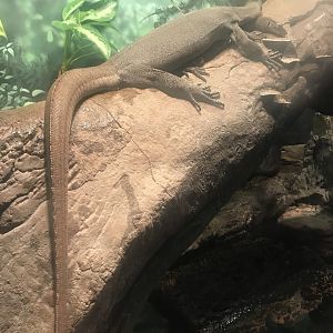 Mertens’ water monitor