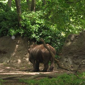 Rapunzel the Sumatran Rhino 7/05 (a sadly blurry one)