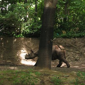 Rapunzel the Sumatran Rhino 7/05