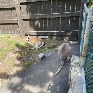 June 2021 Red Kangaroos