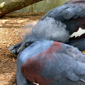 June 2021 Western Crowned Pigeon