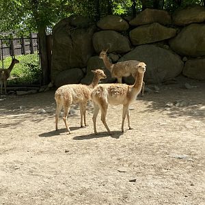 June 2021 Vicuña herd