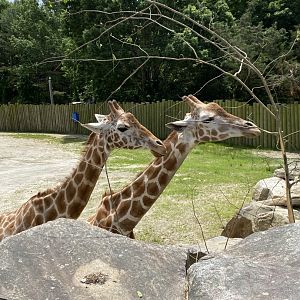 June 2021 Giraffes
