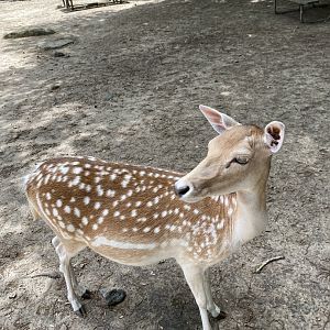 June 2021 Fallow Deer