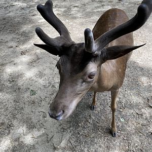 June 2021 Fallow Deer