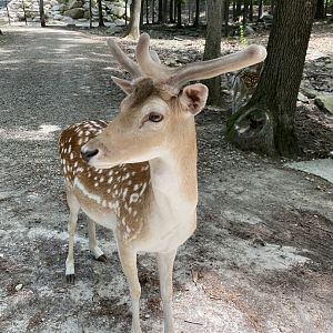 June 2021 Fallow Deer