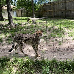June 2021 Cheetah