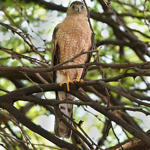 coopers hawk